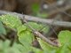 Stick Grasshopper (Proscopiinae sp)