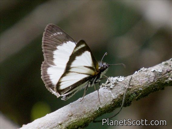 White Skipper (Heliopetes marginata)