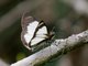 White Skipper (Heliopetes marginata)