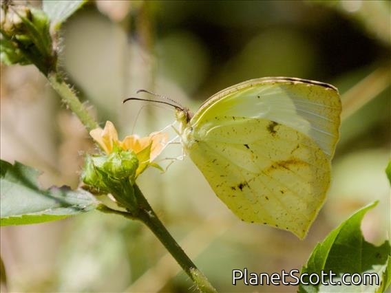 Boisduval's Grass Yellow (Eurema arbela)