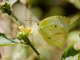 Grass Yellow (Eurema sp)