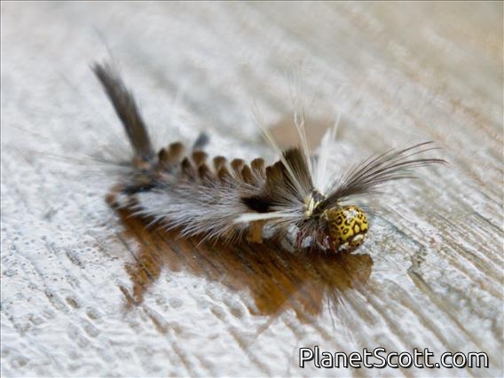 Tiger Moth (Carales astur)