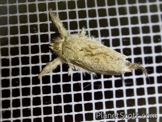 Tufted Moth (Iscadia sp)