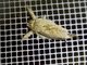Tufted Moth (Iscadia sp)