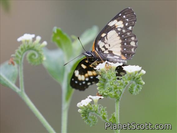 Bordered Patch Butterfly (Chlosyne sp)