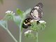 Bordered Patch Butterfly (Chlosyne sp)