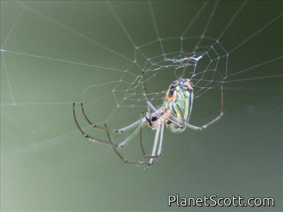 Mabel Orchard Orbweaver (Leucauge argyrobapta)