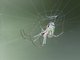 Mabel Orchard Orbweaver (Leucauge argyrobapta)