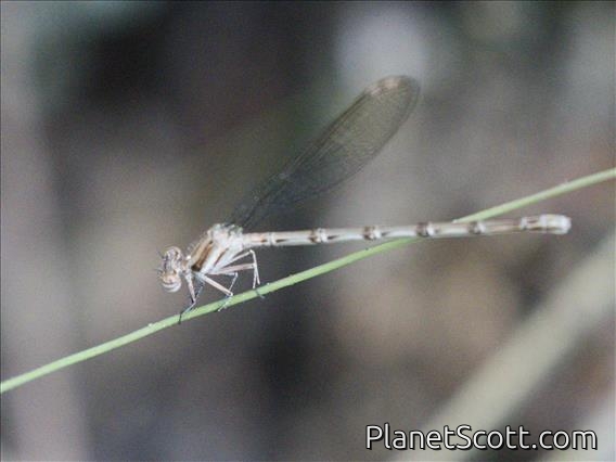 Narrow-winged Damselfly (Coenagrionidae sp)