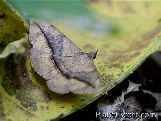 Erebid Moth (Anticarsia sp)