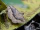 Erebid Moth (Anticarsia sp)