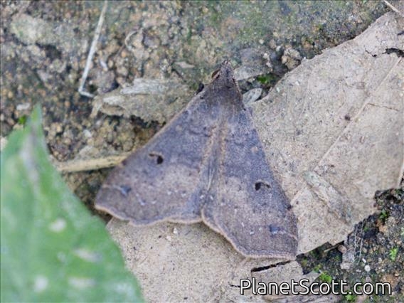 Litter Moth (Rejectaria sp)
