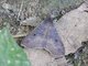 Litter Moth (Rejectaria sp)