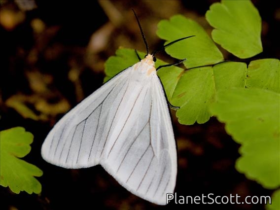 Tiger Moth (Xenosoma sp)