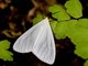 Tiger Moth (Xenosoma sp)