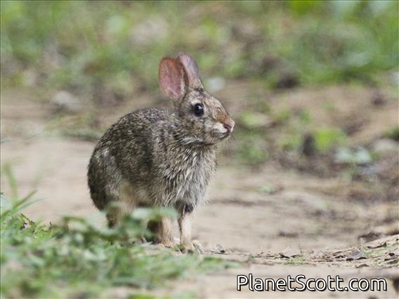 Andean Tapeti (Sylvilagus andinus)