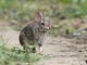 Andean Tapeti (Sylvilagus andinus)