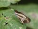 Grass Skipper (Troyus diversa)