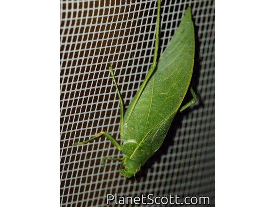 Katydid (Tettigoniidae sp)