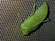 Katydid (Tettigoniidae sp)