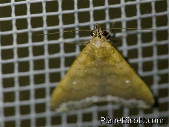 Litter Moth (Herminiinae sp)