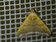 Litter Moth (Herminiinae sp)