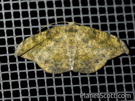 Geometer Moth (Ennomini sp)