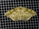 Geometer Moth (Ennomini sp)