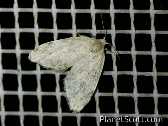 Erebid Moth (Erebidae sp)