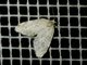 Erebid Moth (Erebidae sp)