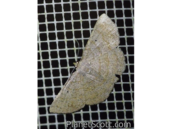 Geometer Moth (Parilexia sp)
