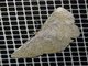 Geometer Moth (Parilexia sp)