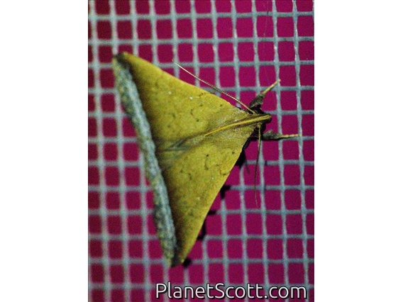 Litter Moth (Herminiinae sp)
