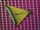 Litter Moth (Herminiinae sp)