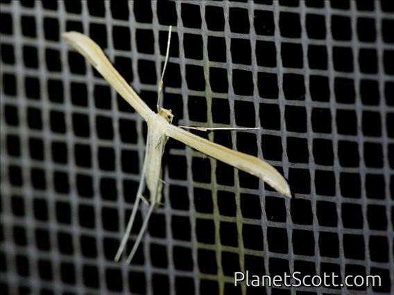 Plain Plume Moth (Hellinsia homodactylus)