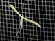 Plain Plume Moth (Hellinsia homodactylus)
