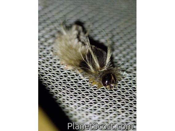 Tiger Moth (Carales sp)