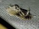 Tiger Moth (Carales sp)