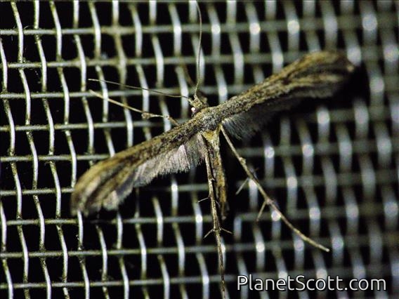 Plume Moth (Platyptiliini sp)