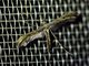 Plume Moth (Platyptiliini sp)