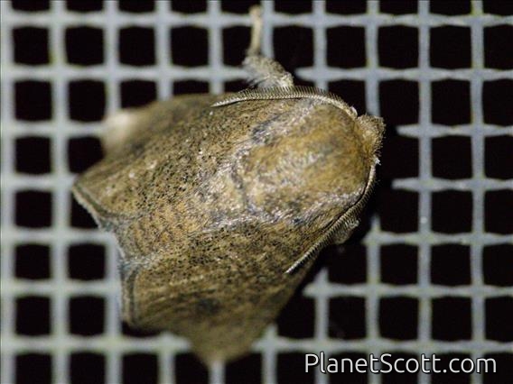 Slug Caterpillar Moth (Euprosterna elaea)