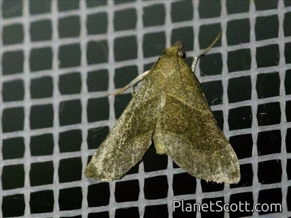 Crambid Snout Moth (Crambidae sp)