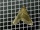 Crambid Snout Moth (Crambidae sp)