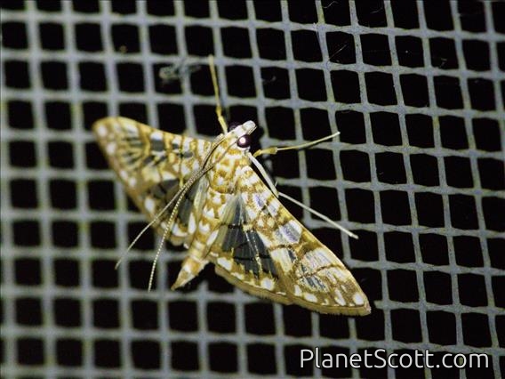 Pearl Moth (Synclera sp)