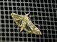 Pearl Moth (Synclera sp)