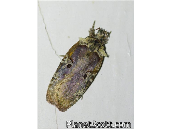 Flat-bodied Moth (Depressariidae sp)