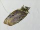 Flat-bodied Moth (Depressariidae sp)