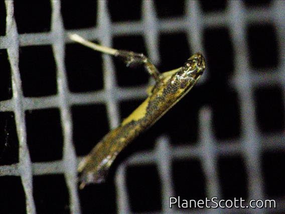 Leaf Blotch Miner Moth (Gracillariidae sp)