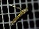 Leaf Blotch Miner Moth (Gracillariidae sp)