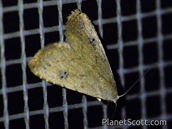 Erebid Moth (Erebidae sp)